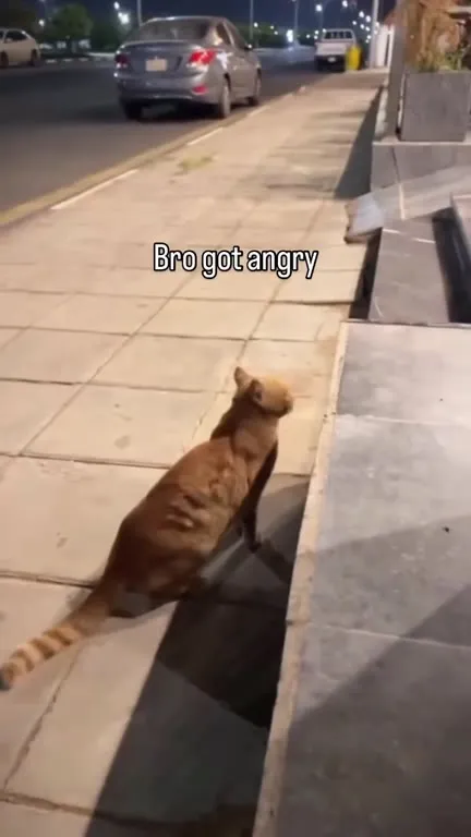 Angry Cat Charges the Camera