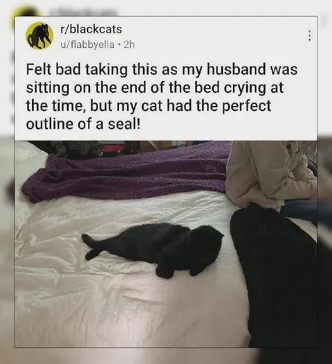 Cat Looks Like a Seal