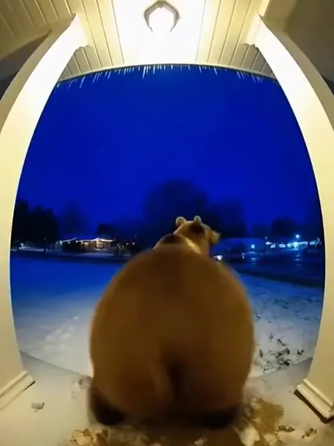 Медведь у двери ночью