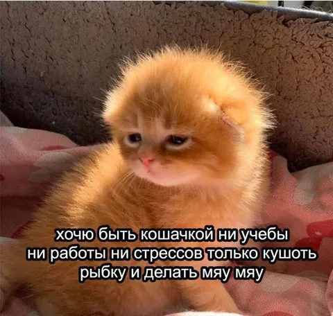 Хочу быть кошачкой