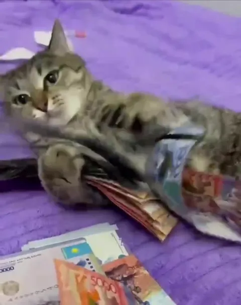 Кот охраняет деньги