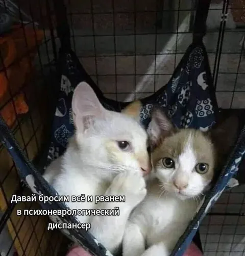 Котята предлагают всё бросить