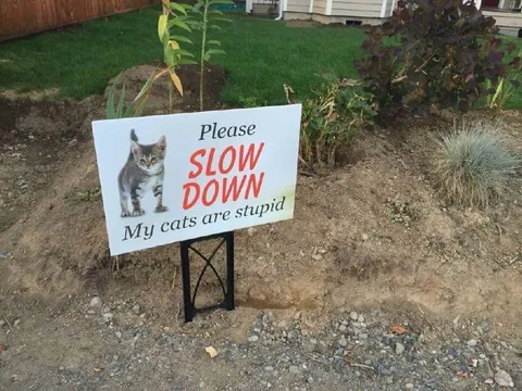 Please Slow Down My Cats Are Stupid