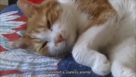 Sleepy Cat Blames Mom