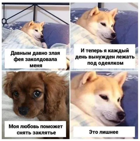 Злая фея заколдовала собаку