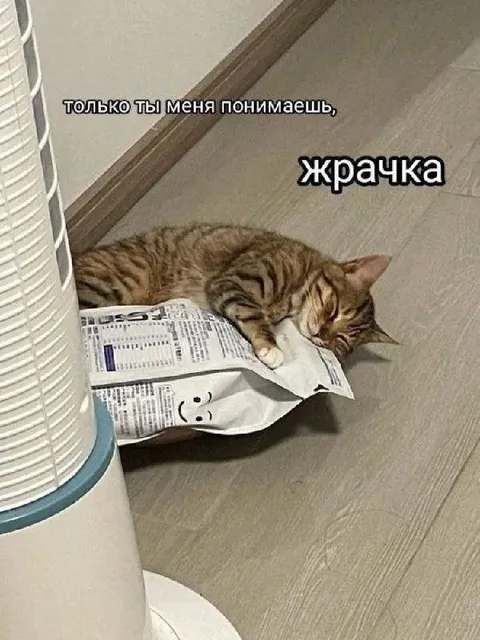 Только жрачка понимает кота