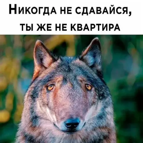 Никогда не сдавайся, ты же не квартира