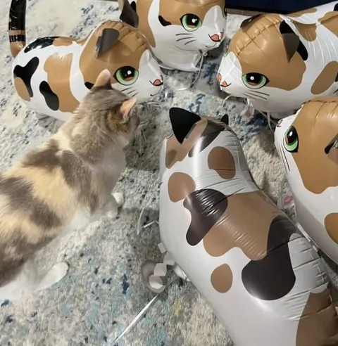 Кошка среди воздушных котов