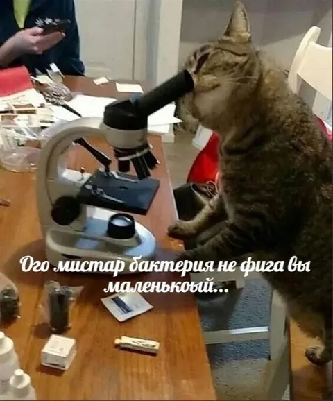 Кот изучает большую бактерию