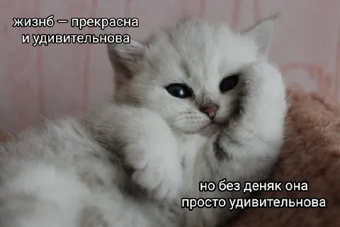 Жизнь прекрасна без денег