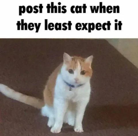 Cat When Least Expected