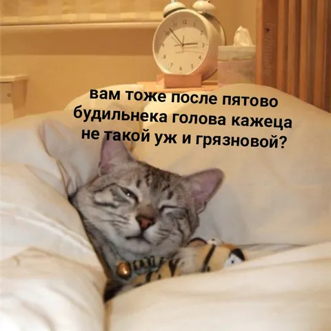 Голова после пятого будильника