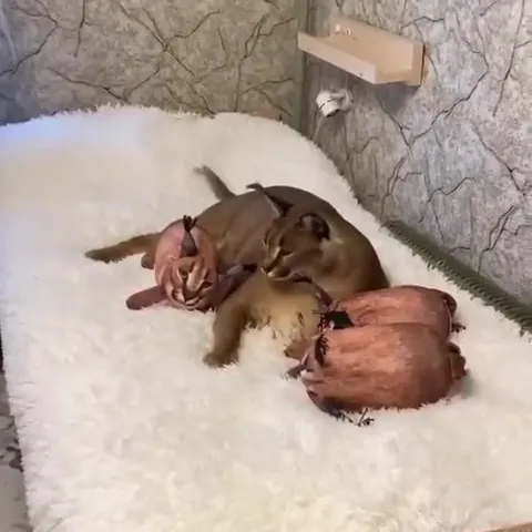 Каракал среди игрушек