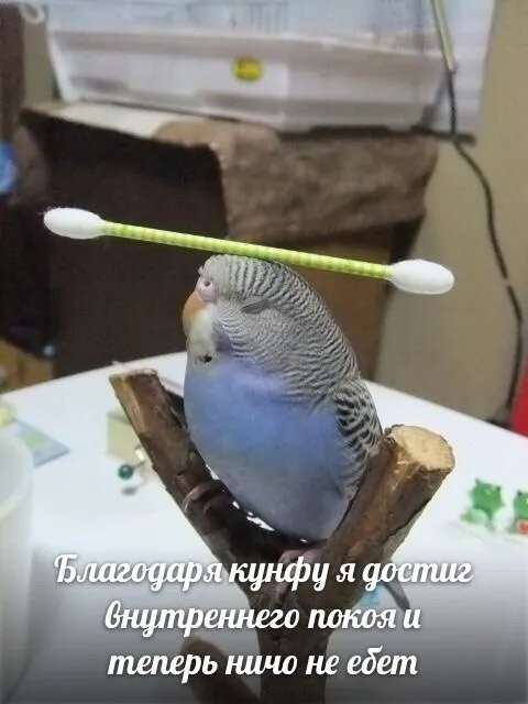 Попугай достиг внутреннего покоя