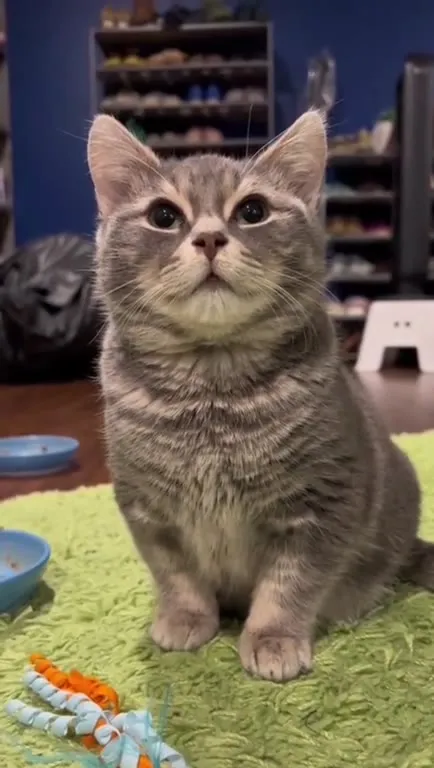 Cats Making Ridiculous Sounds