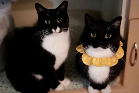 Два любопытных кота