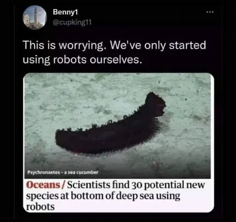 Scientists Discover Sea Cucumber Species