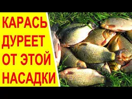 Карась дурееет от насадки