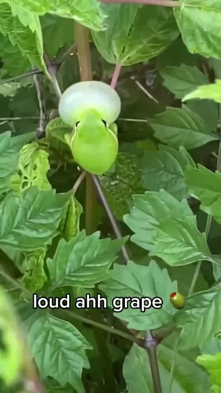 Loud Ahh Grape Frog