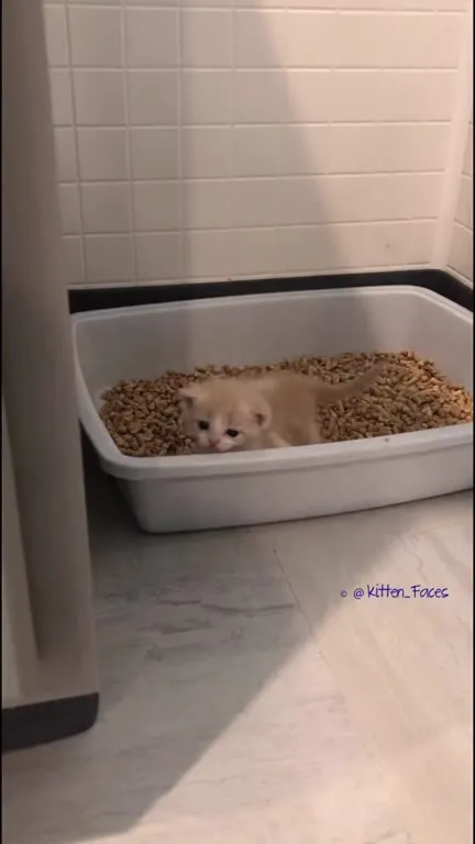 Котёнок выбирается из лотка