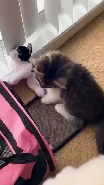 Kitten Obsessed With Stuffed Cat