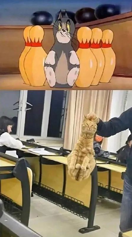 Кот среди кеглей