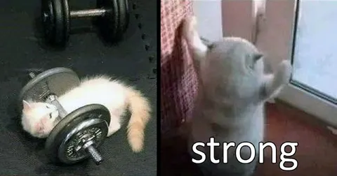 Strong Cat