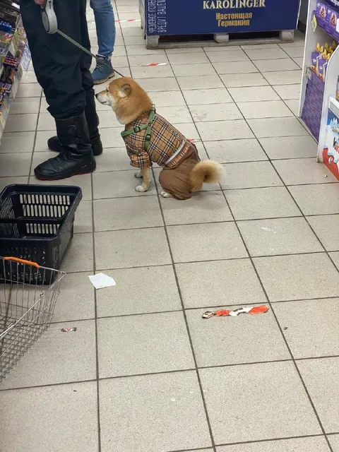 Собака в клетчатом костюме