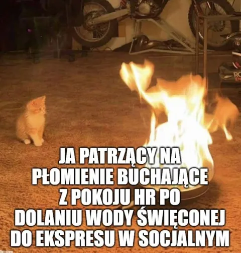 Kot patrzy na płomienie ekspresu