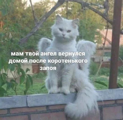 Ангел вернулся после запоя