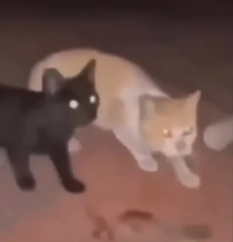 Кот внезапно убегает