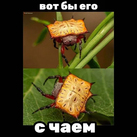 Вот бы его съаем