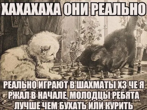 Коты реально играют в шахматы