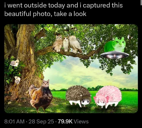 Cats and Creatures Outside