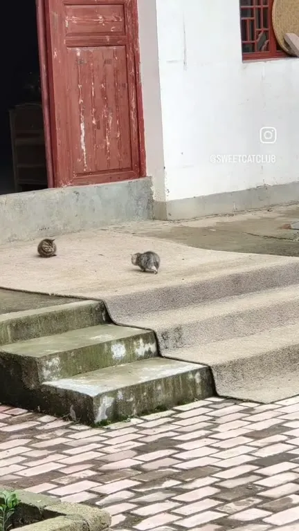 Котята идут под духовую музыку