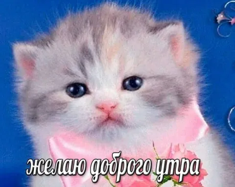 Котёнок желает доброго утра