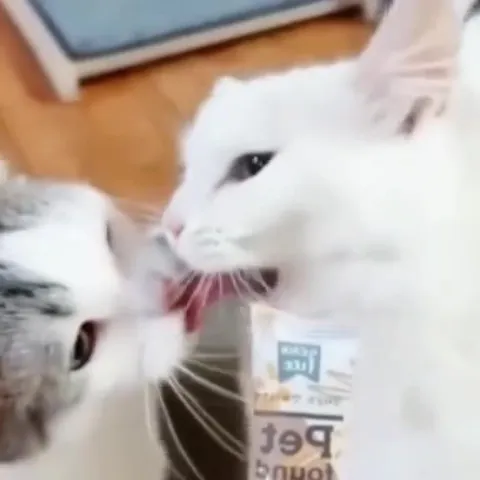 Котёнок исчезает с кровати