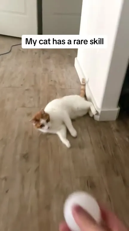 My Cat Has a Rare Skill