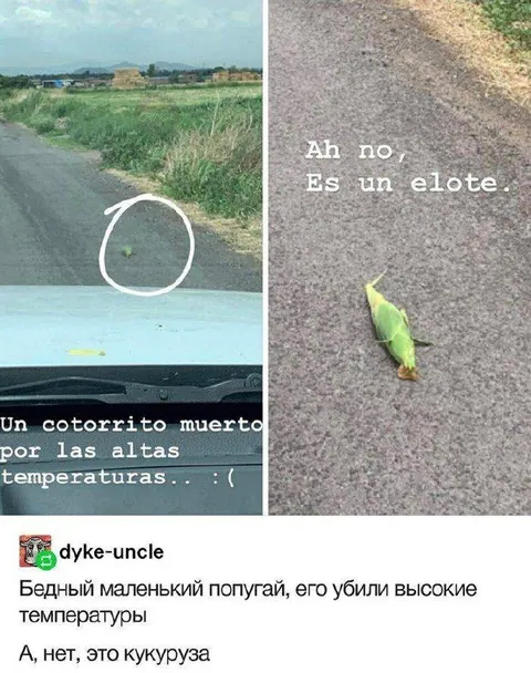 El pajarito era un elote