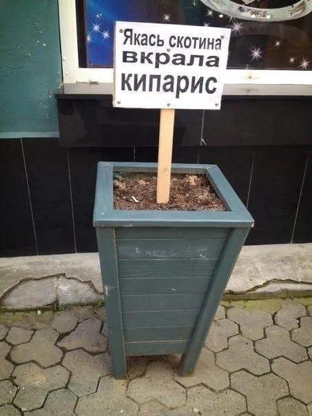 Скотина вкрала кипарис