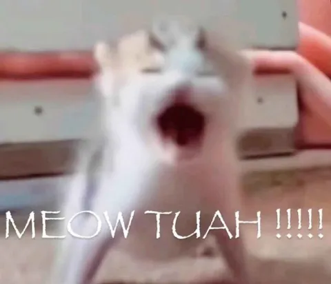 Shouting Meow Cat