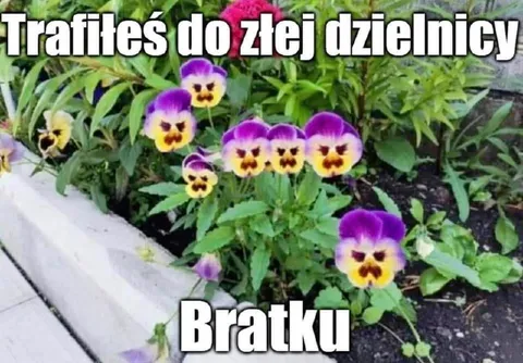 Trafiłeś do złej dzielnicy