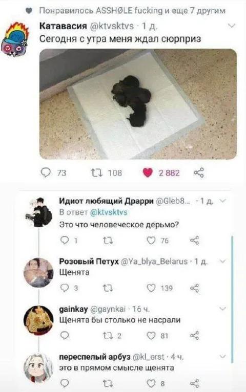 Сюрприз от щенят