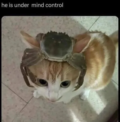 Cat Under Mind Control