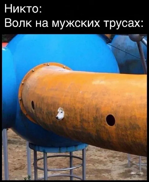 Волк на мужских трусах