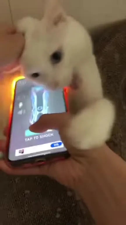 Cat Gets Shocked by Phone