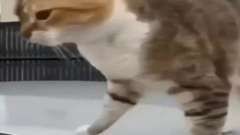Кот идёт прямо в камеру