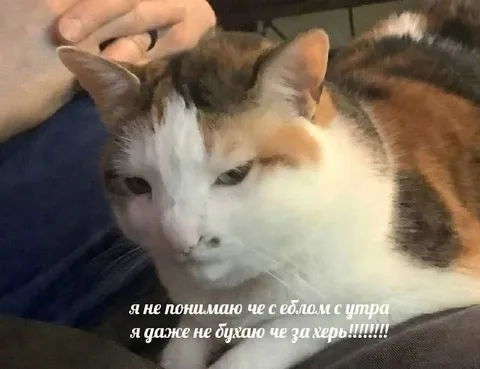 Че с еблом с утра
