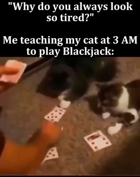 Teaching My Cat Blackjack at 3 AM