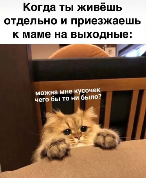 Котик выпрашивает еду у мамы